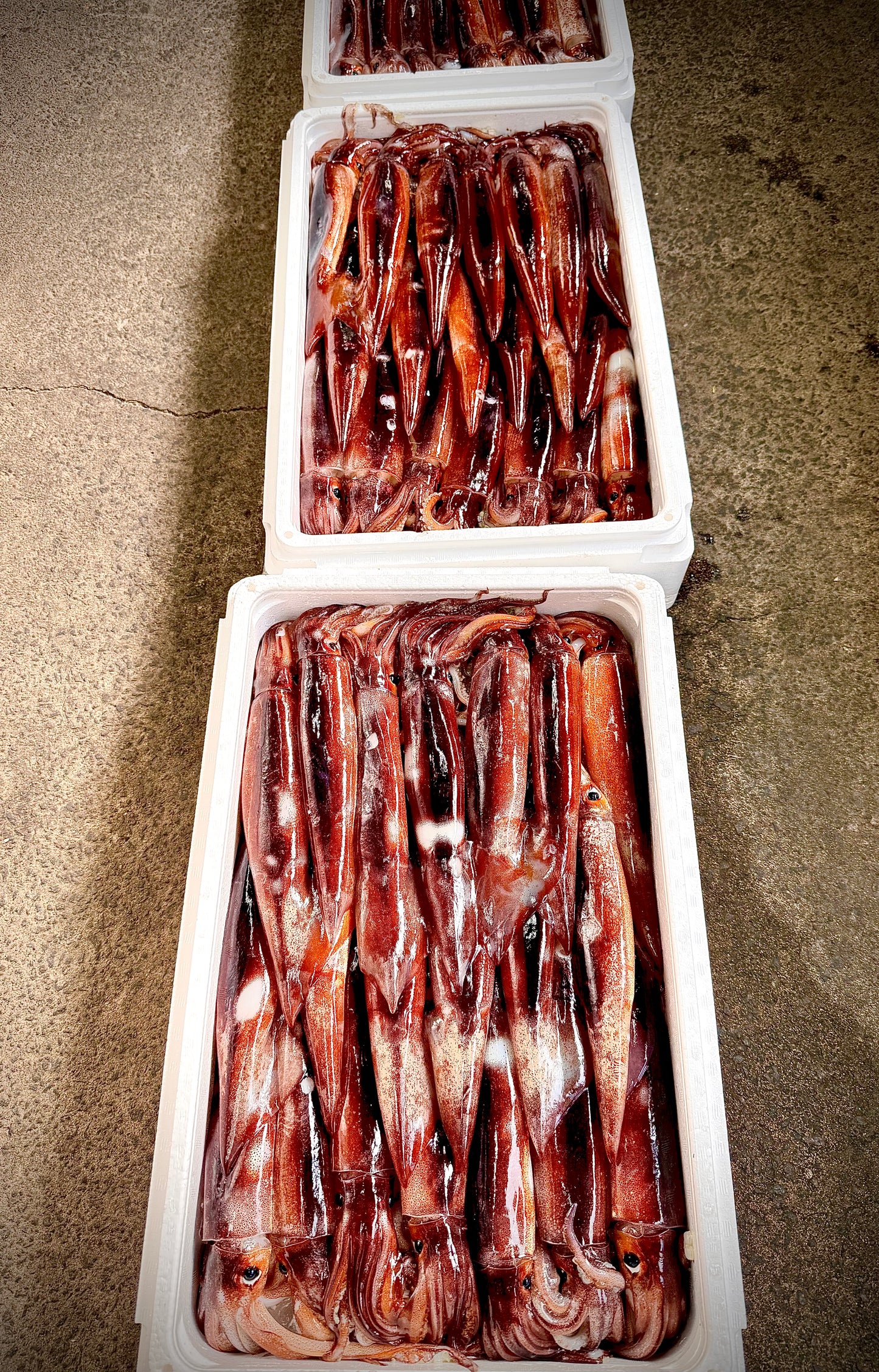 02004冬のするめいか(塩辛作りサイズ)(4杯パック)(真空冷凍)