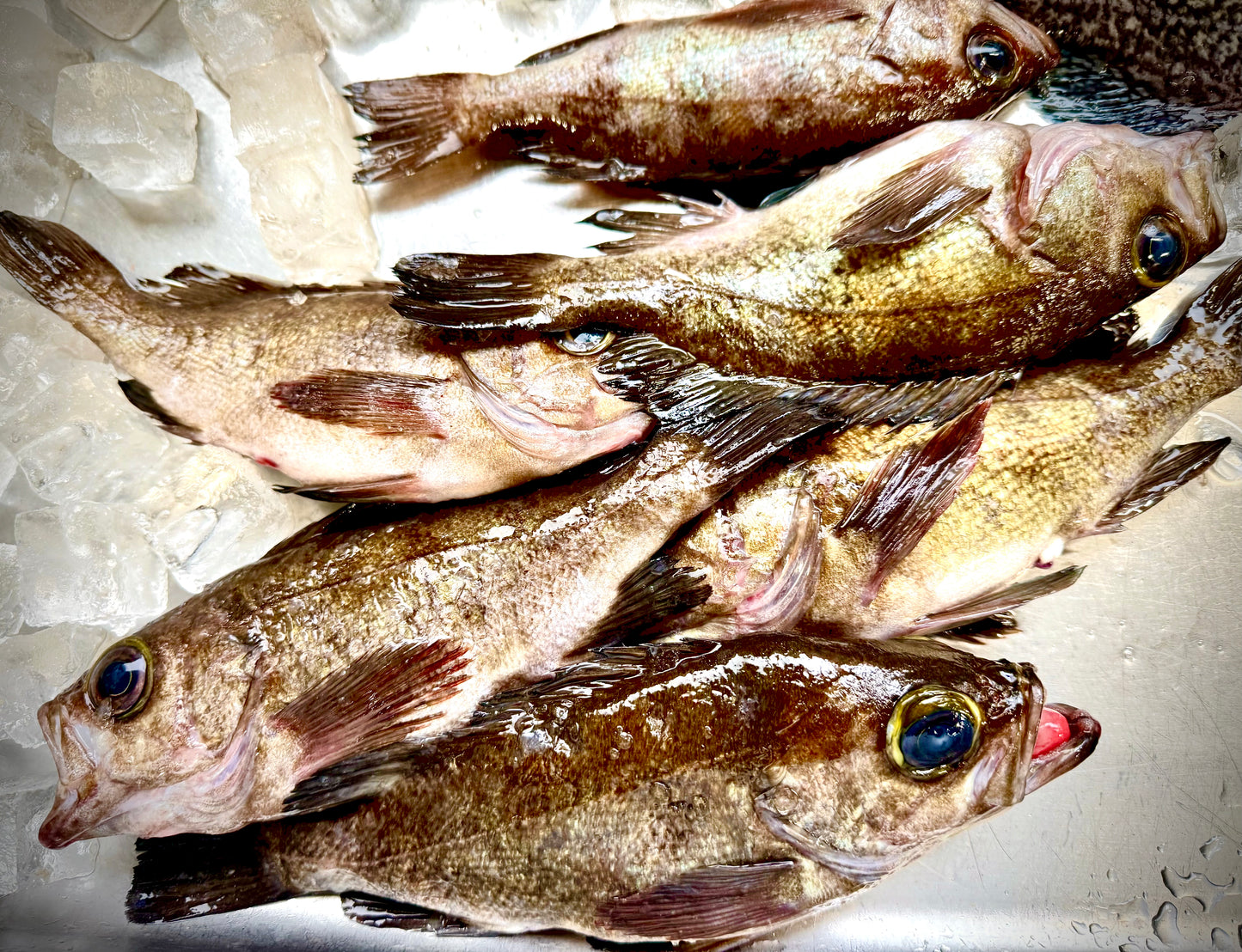 02039黒メバル(150gUP)(真空冷凍)