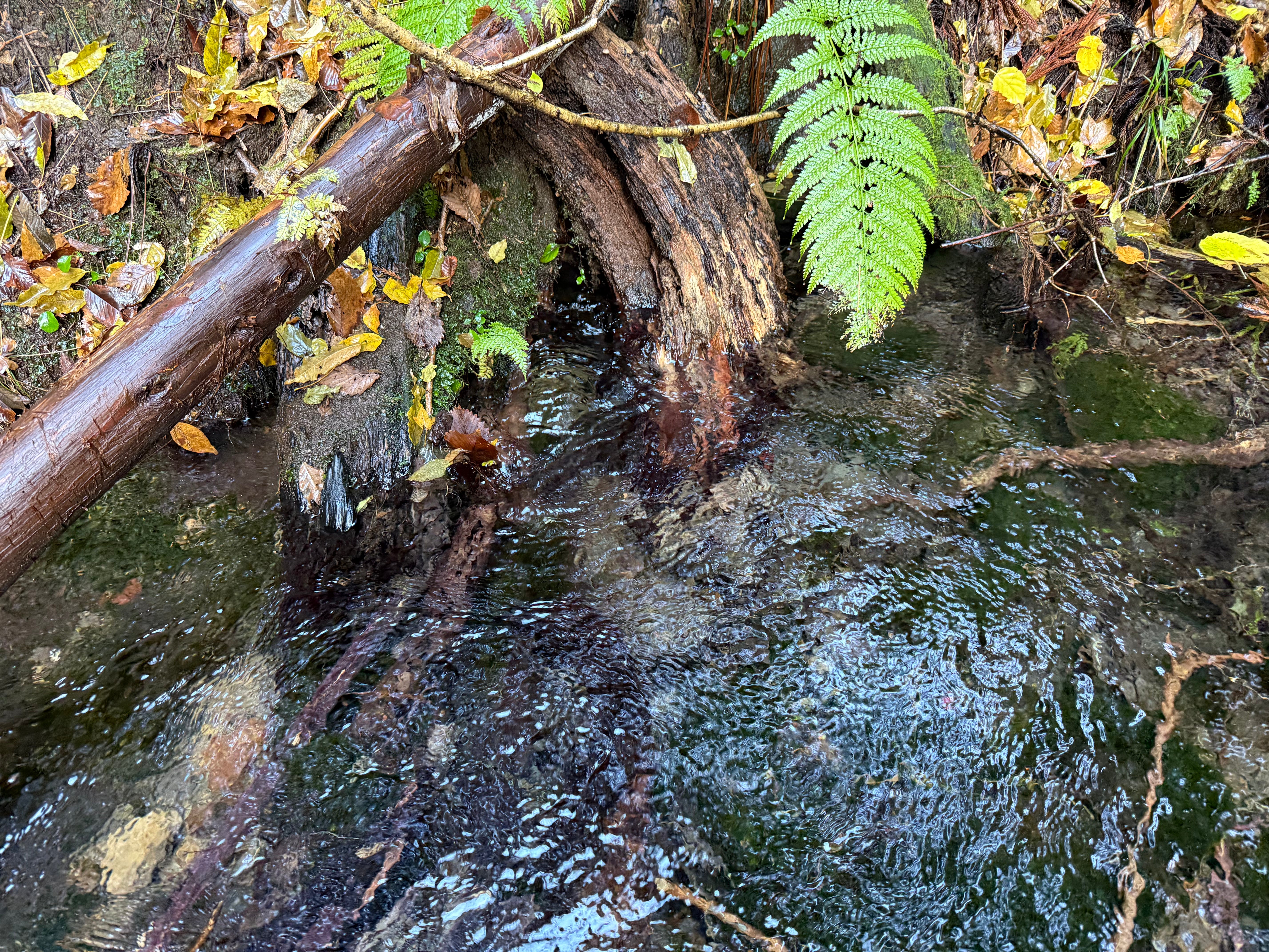 長生きの山神様の湧水