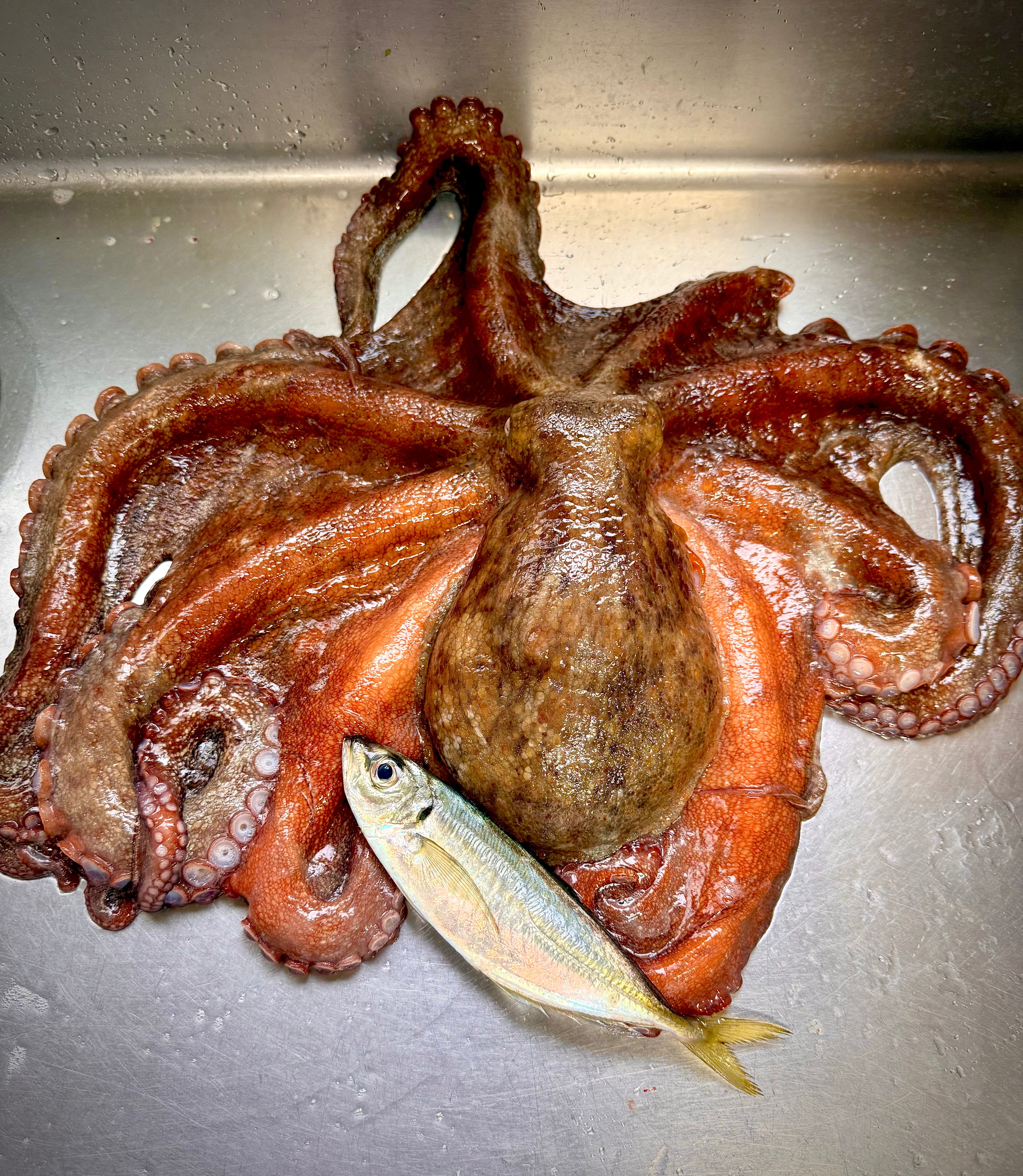 津軽海峡のマダコ