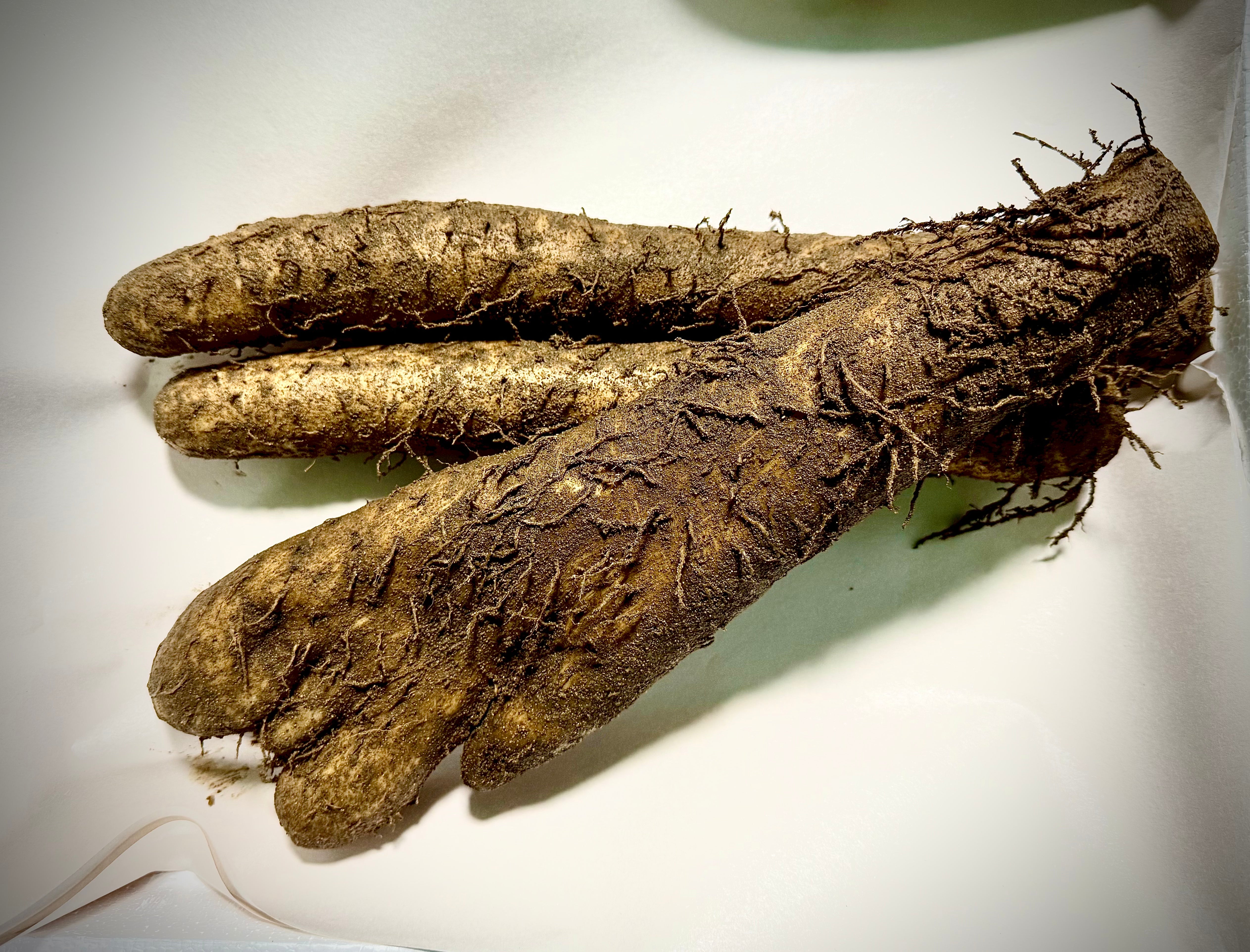 秋堀長芋入荷準備に