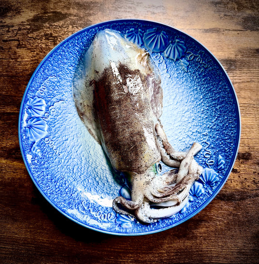 クロマグロの大好物‼アオリイカ‼