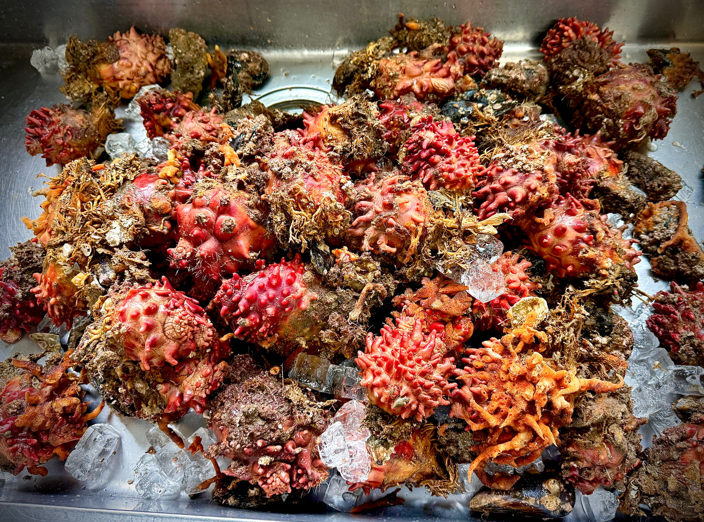 02029天然ほや（150ｇUP）（真空冷凍）