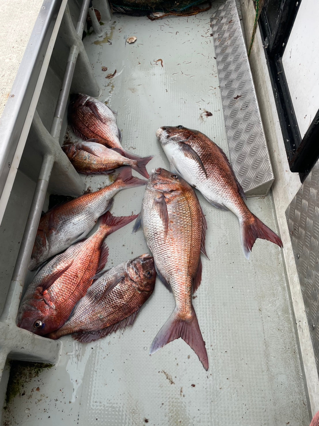 02030冬の海峡真鯛３点セット（1.5㎏UP）（真空冷凍）